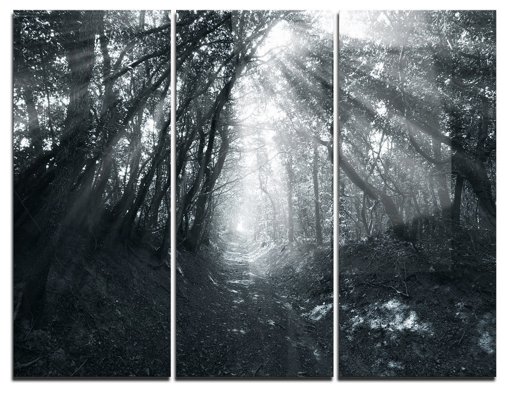 "Sun Rays Through Gray Trees" Photo Metal Wall Art, 3 Panels, 36"x28"