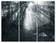 "Sun Rays Through Gray Trees" Photo Metal Wall Art, 3 Panels, 36"x28"