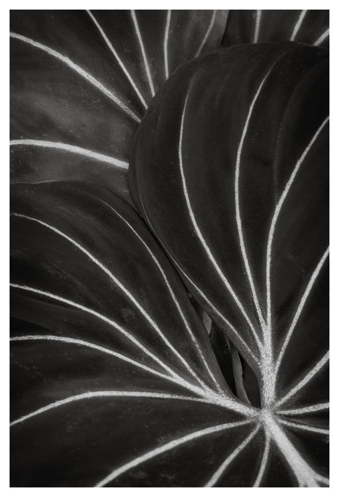 PLANT PATTERN #1, Black and White, 20x30