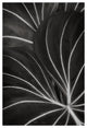 PLANT PATTERN #1, Black and White, 20x30
