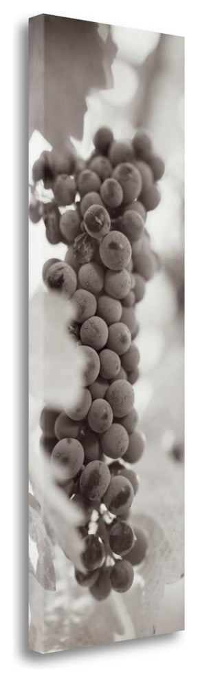 "Grapes Pano - 2" By Alan Blaustein, Giclee Print on Gallery Wrap Canvas