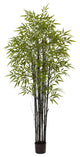 6 Black Bamboo Tree Uv Resistant, Indoor/Outdoor