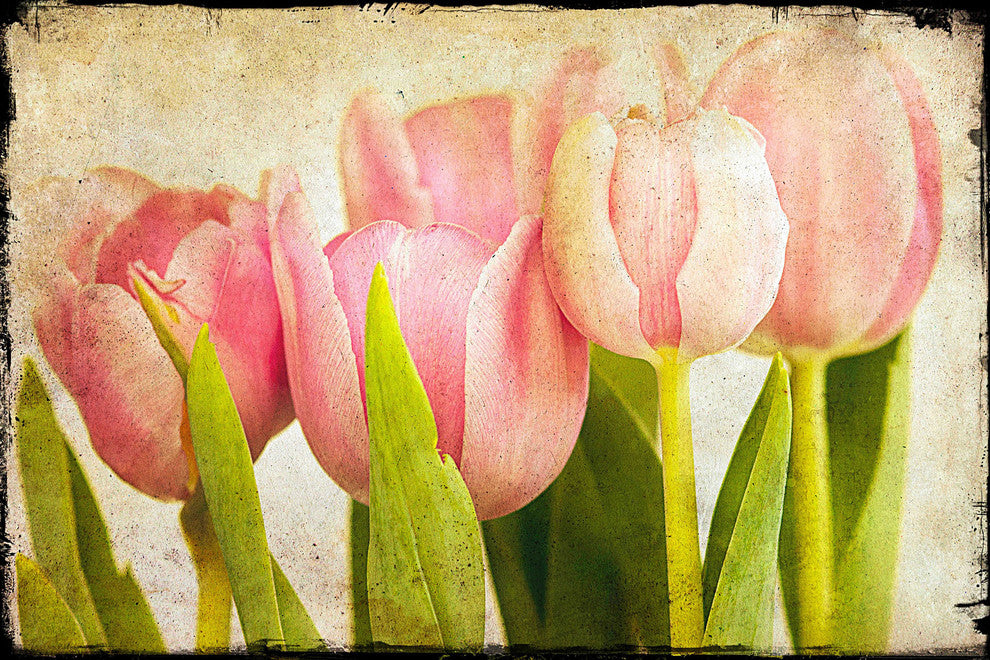 "Pink Tulips CU" Painting Print on Canvas by Malek