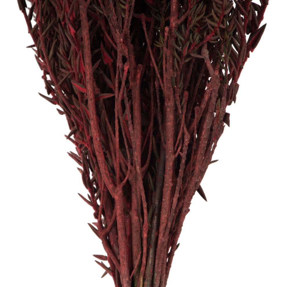 Vickerman 16-22" Red Cotton Phylica Flower, 4-5 oz Bundle, Preserved