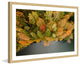 "Nature's Flora" Framed Print by Karolis Janulis