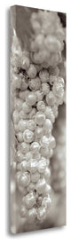 "Grapes Pano - 15" By Alan Blaustein, Giclee Print on Gallery Wrap Canvas