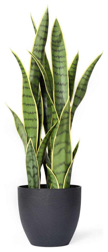 Serene Spaces Living Sansevieria Trifasciata Snake Plant, 27"