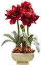 Amarylis Arrangement With Vase