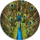 Grand Peacock, Animal Photography Round Wall Art, 23"