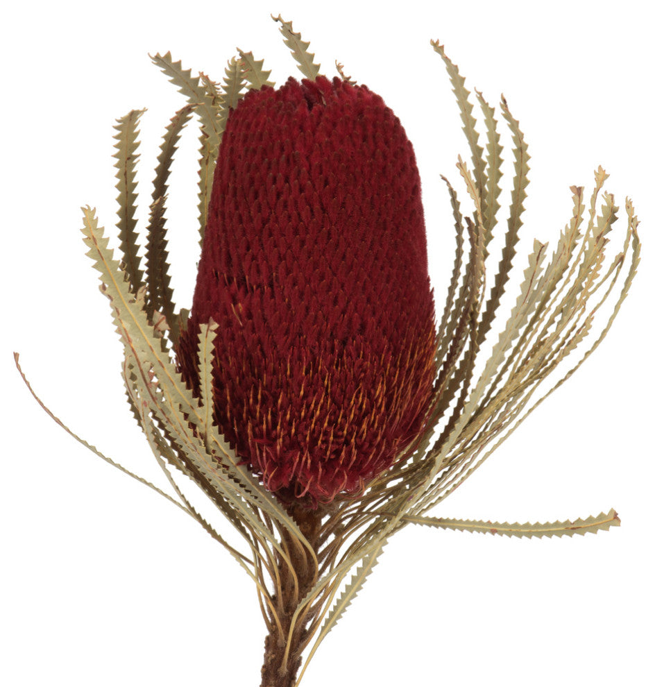 Vickerman 12" Natural Jumbo Banksia Flower With Stem, Dried 2 Pack, Red