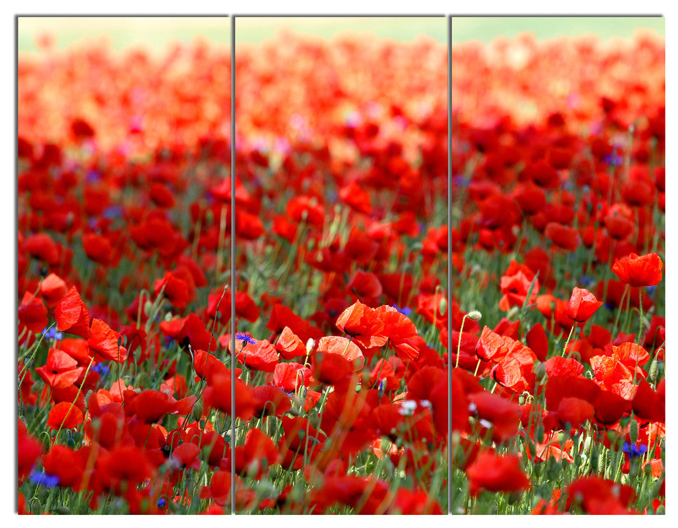 Thick Red Poppy Flower Field, Floral Triptych Canvas Art Print, 36x28, 3 Panels