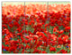 Thick Red Poppy Flower Field, Floral Triptych Canvas Art Print, 36x28, 3 Panels