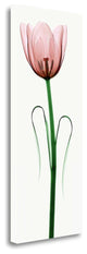 "Tulip I" By Robert Coop, Giclee Print on Gallery Wrap Canvas, Ready to Hang