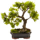 Podocarpus With Mossed Bonsai Planter, Green