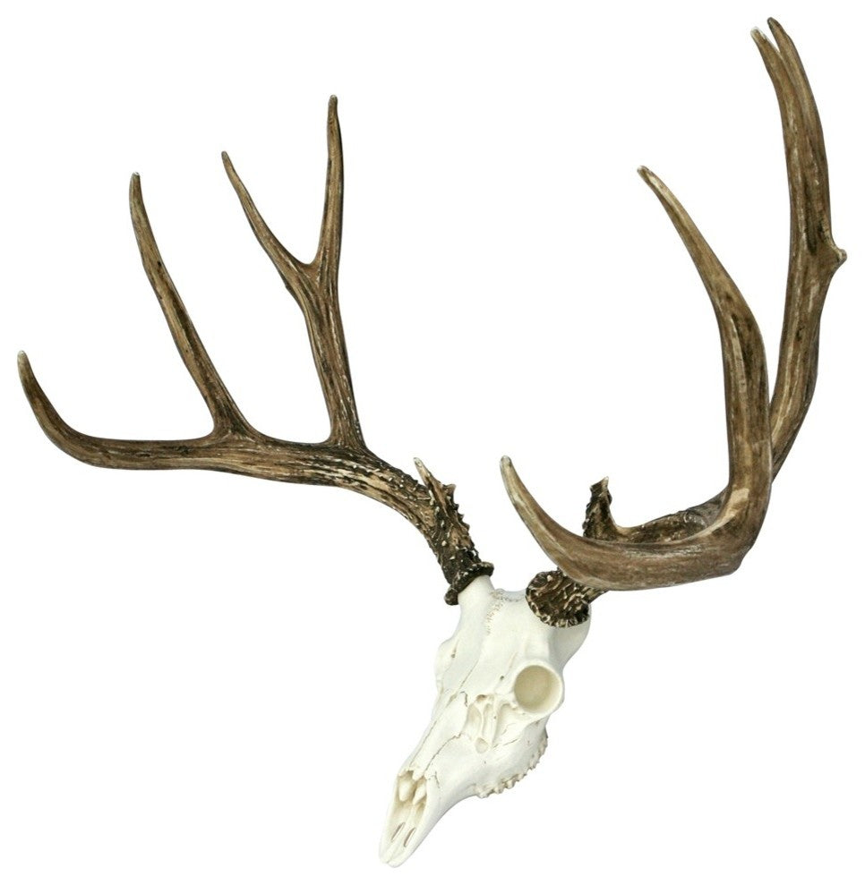European Mule Deer Mount