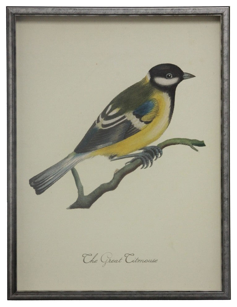 The Great Titmouse, Silver and Black Shadowbox