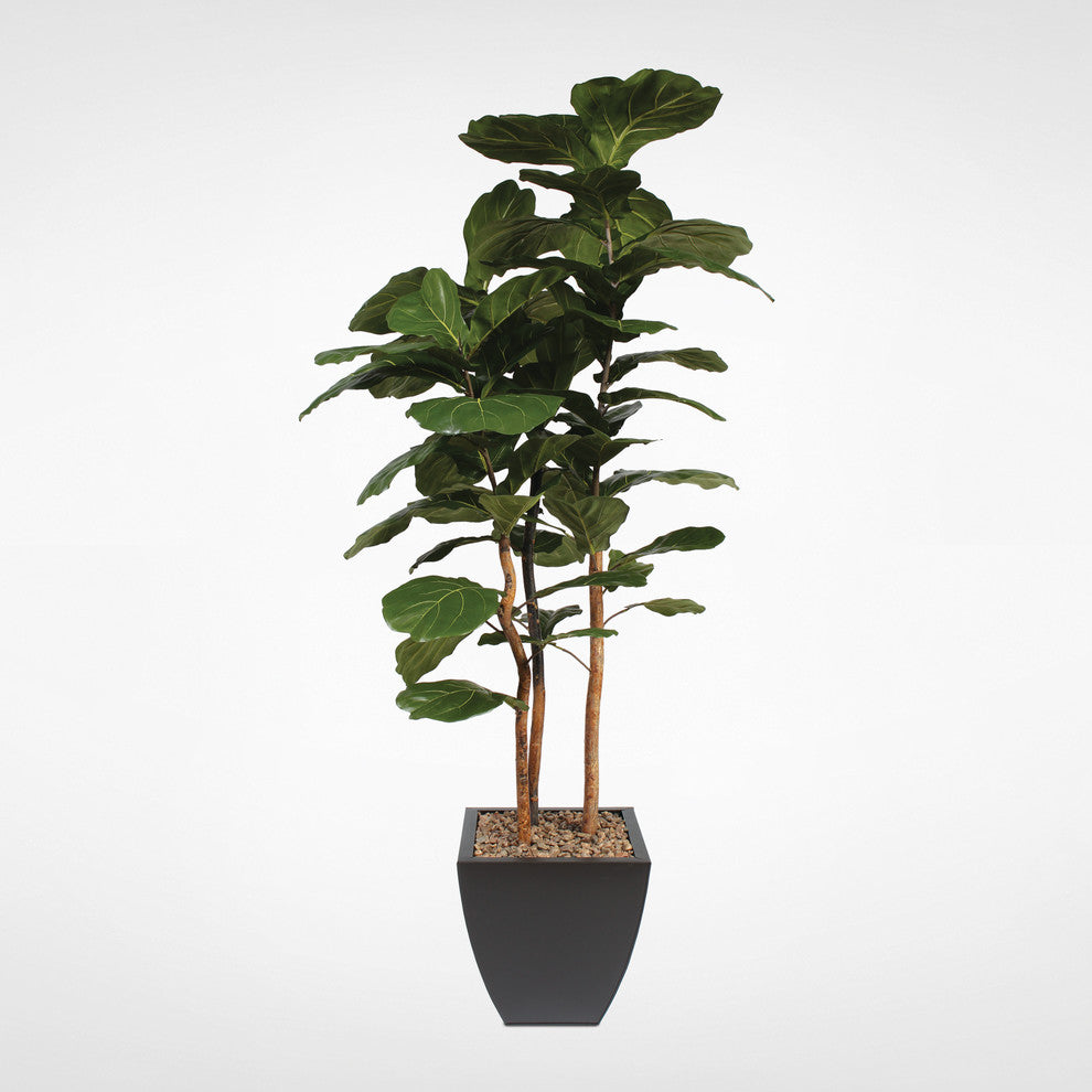 7' Brazilian Fiddle Leaf Tree With Real Wood Trunks in Metal Planter, Black