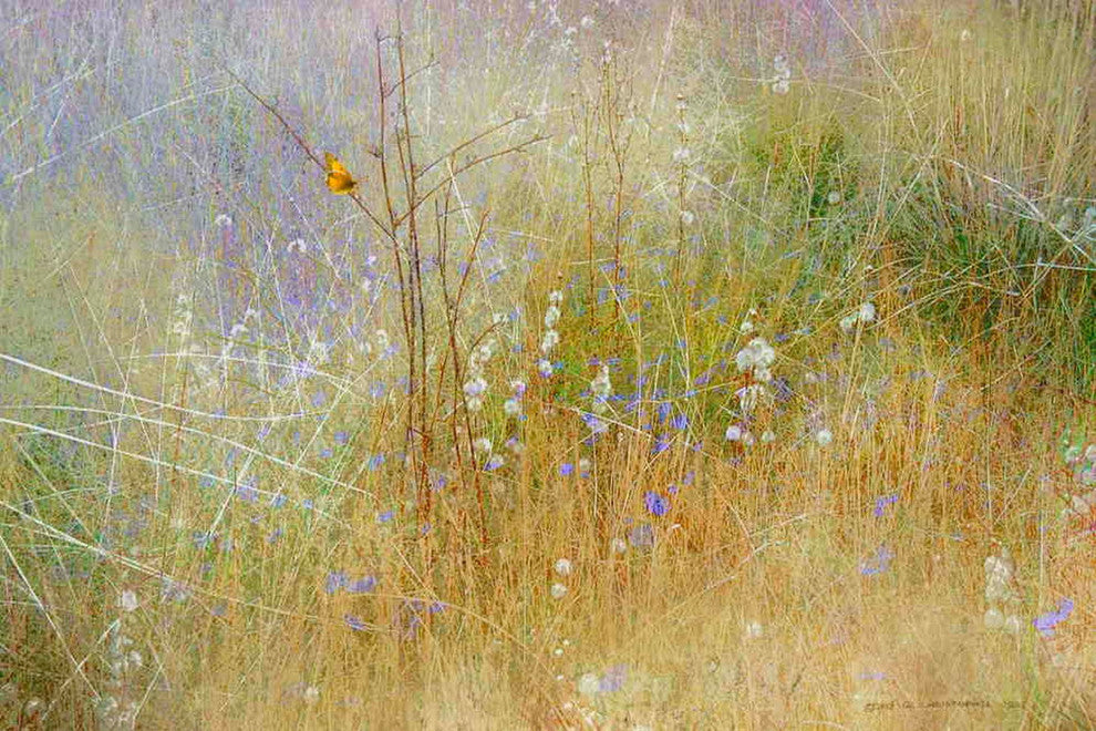 "Meadow Mural" Painting Print on Canvas by Chris Vest