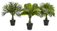 Areca, Fountain & Banana Palm, Set of 3