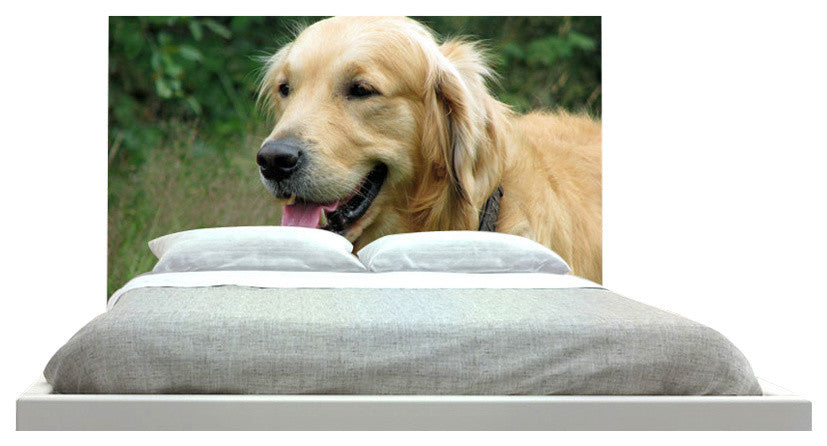 "Golden Retriever" Headboard