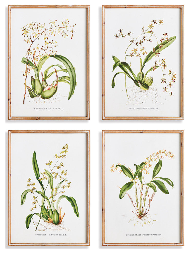 Orchid Assortment Study Gallery Art, Set of 4