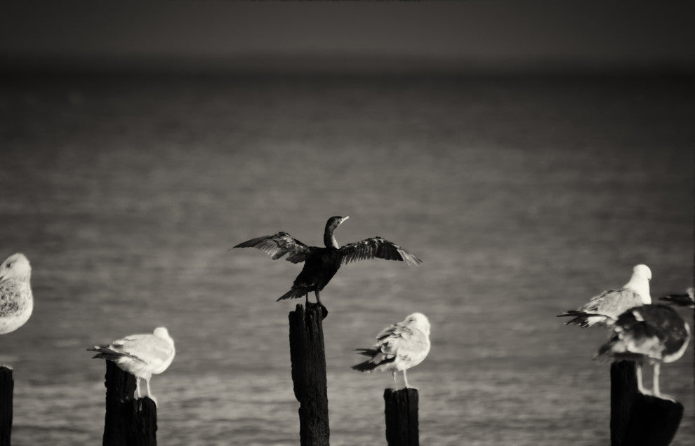 Drying Wings After Storm (Birds) Wildlife Photography Unframed Wall Art Print, 12" X 18"
