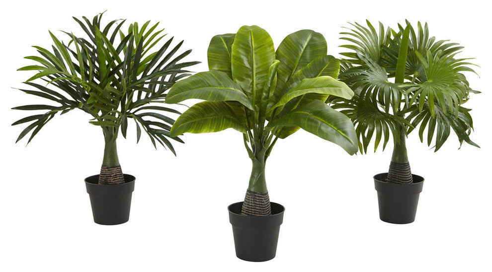 Areca, Fountain & Banana Palm, Set of 3