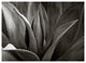 AGAVE #8, 24x36