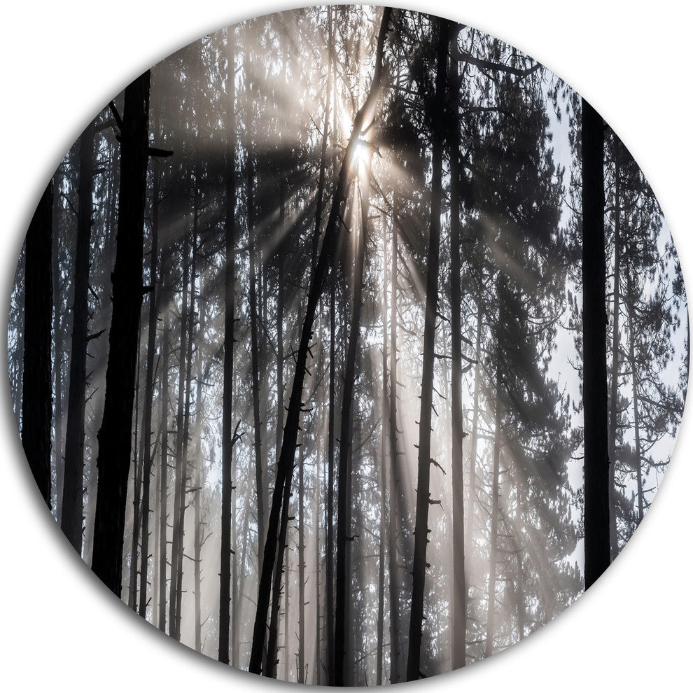 Sunbeams Through Black White Forest, Forest Round Wall Art, 36"