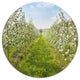 Bloomy Peach Forest Photography, Floral Large Disc Metal Wall Art, 23"