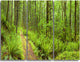 "Lush Forest Path Columbia River" Forest Metal Wall Art, 3 Panels, 36"x28"