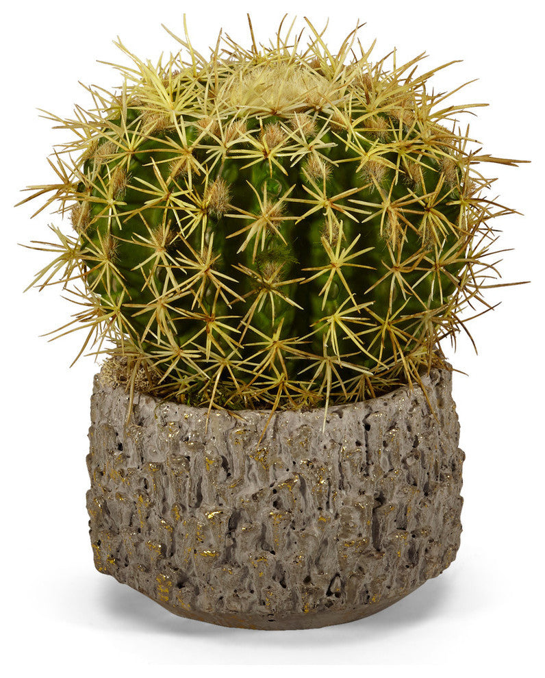 Peruvian Cactus in Clay Pot