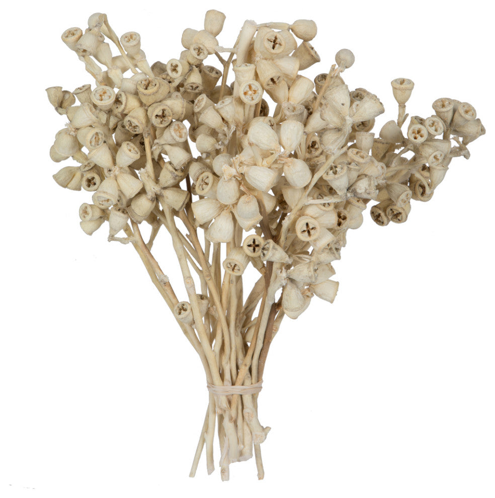 Natural Botanicals 11" x 2-4" Conical Gum Branch, 20 stems, Bleached, 11" x 2-4"