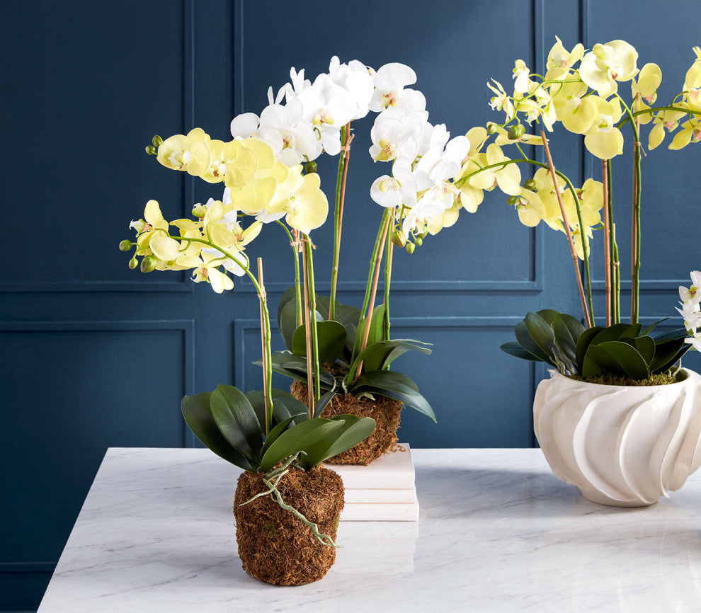 Phalaenopsis Orchid Drop-In 23", Yellow