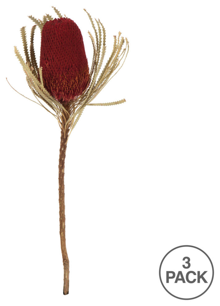 Vickerman 12" Natural Jumbo Banksia Flower With Stem, Dried 2 Pack, Red