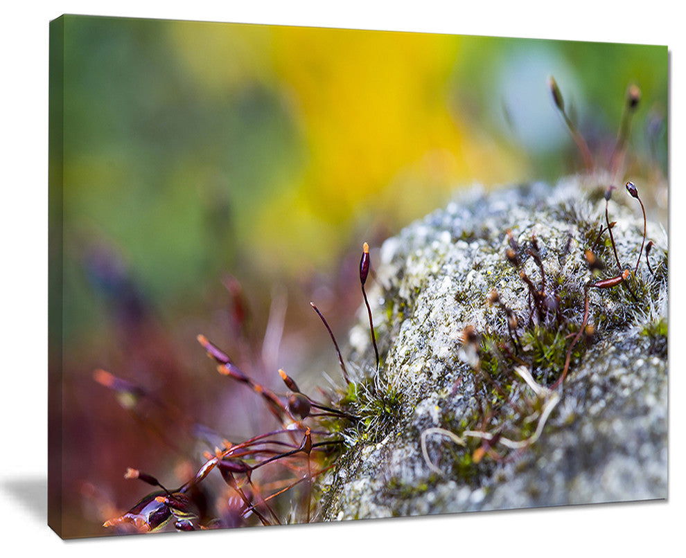 "Abstract Composition of Moss Flowers" Landscape Wall Art, 20"x12"