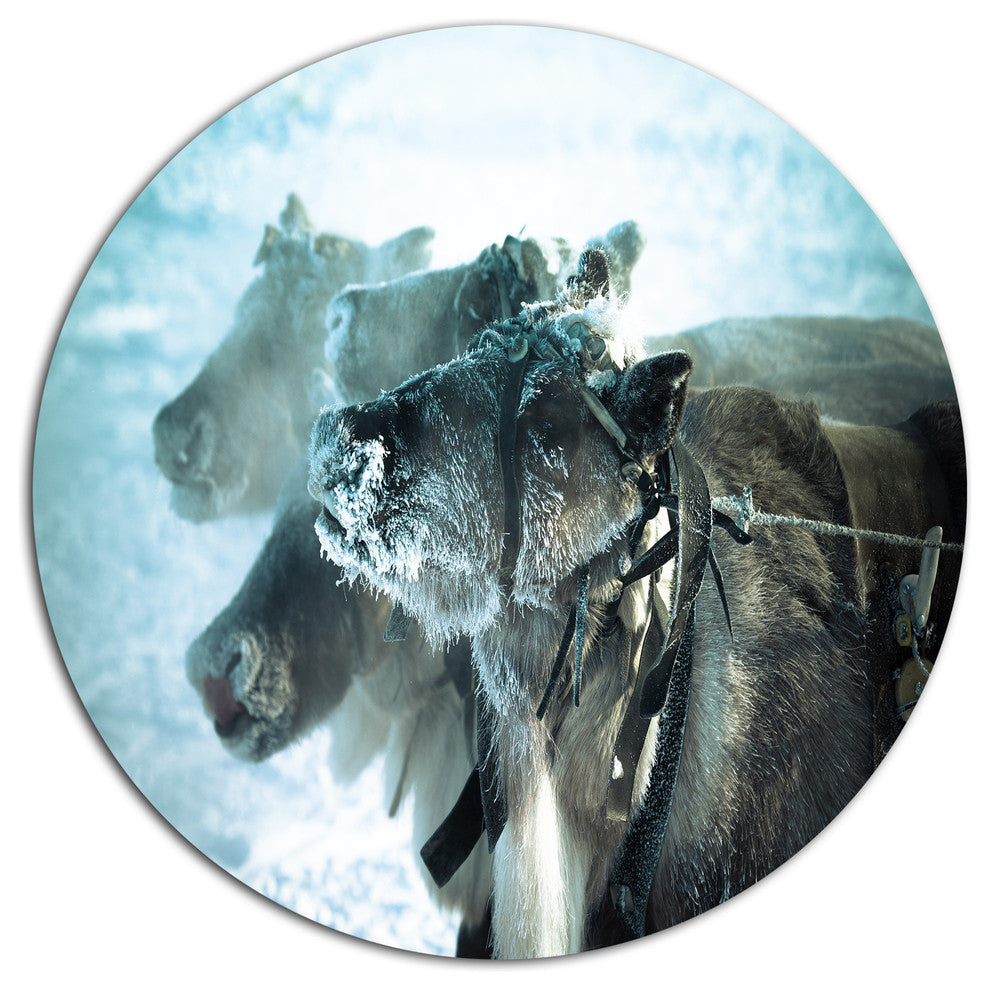 Muzzle Reindeer In Frost, Animal Round Wall Art, 11"
