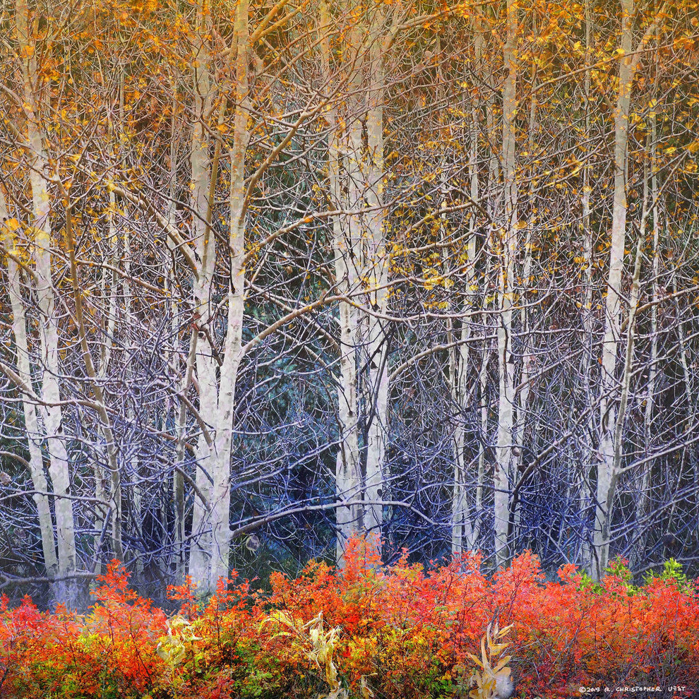 "Aspens and Briar" Painting Print on Canvas by Chris Vest