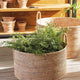 Faux Maiden Hair Fern Drop-In Plant