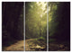 "Wild Way into the Dark Forest" Forest Metal Wall Art, 3 Panels, 36"x28"