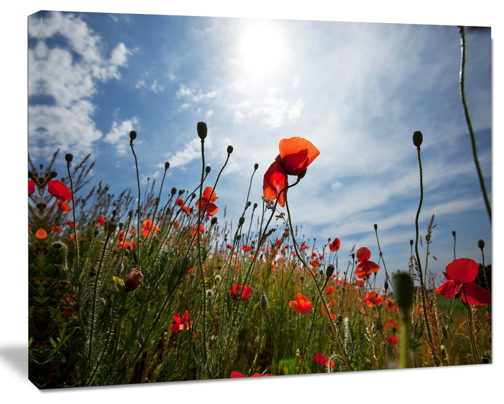 Poppy Flower Field View From Ground, Floral Canvas Art Print, 20"x12"