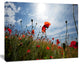 Poppy Flower Field View From Ground, Floral Canvas Art Print, 20"x12"