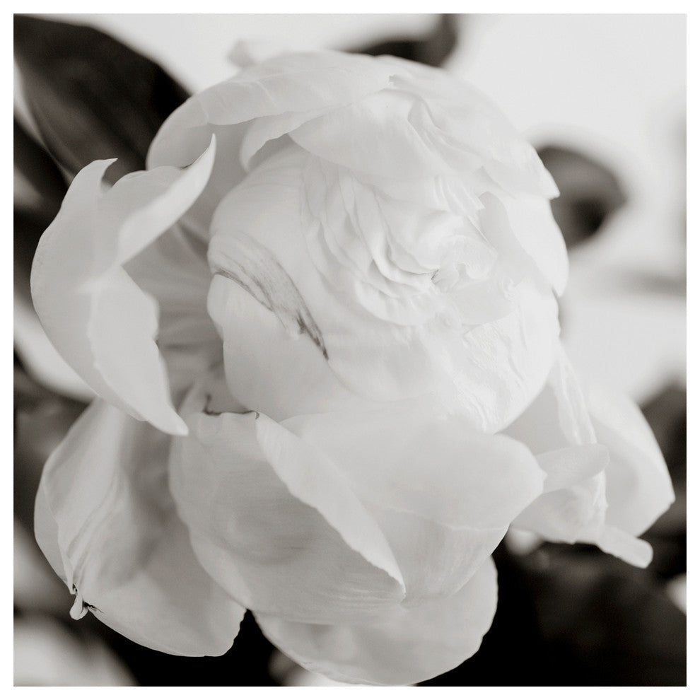 PEONY #1 BW, 30x30
