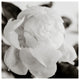 PEONY #1 BW, 30x30