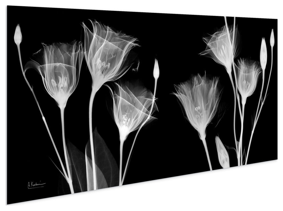 "Gentian Xray" Frameless Free Floating Panel Graphic Wall Art, 24"x48"