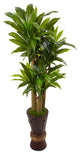 5' Cornstalk Dracaena Plant, Wooden Planter