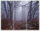 "Dark Foggy Forest in Autumn" Photo Canvas Print, 3 Panels, 36"x28"