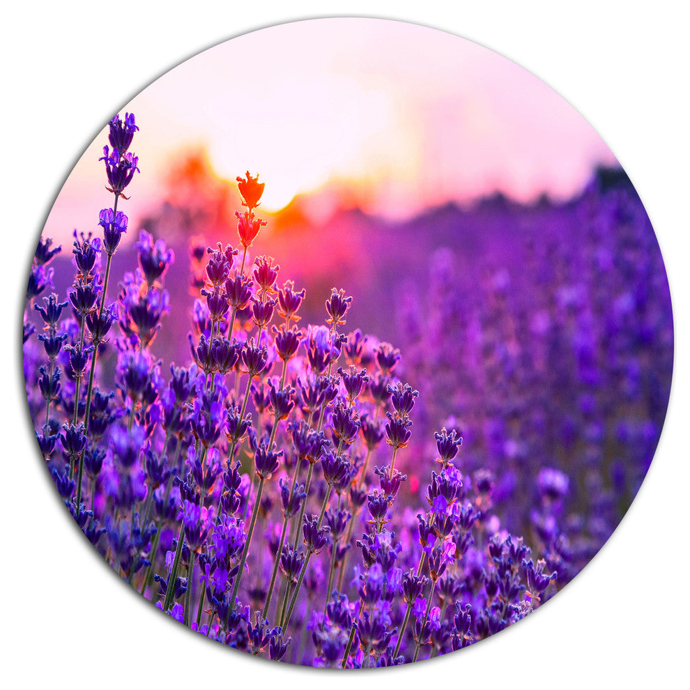 Summer Sunset Over Lavender Field, Floral Disc Metal Wall Art, 36"