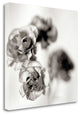"Florison - 39" By Alan Blaustein, Giclee Print on Gallery Wrap Canvas