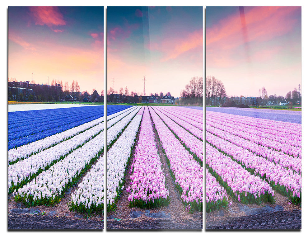 "Colorful Hyacinth Flowers at Sunrise" Photo Metal Wall Art, 3 Panels, 36"x28"